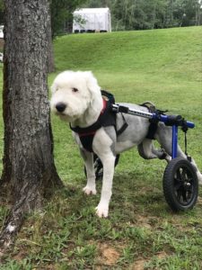 Paralyzed dog.