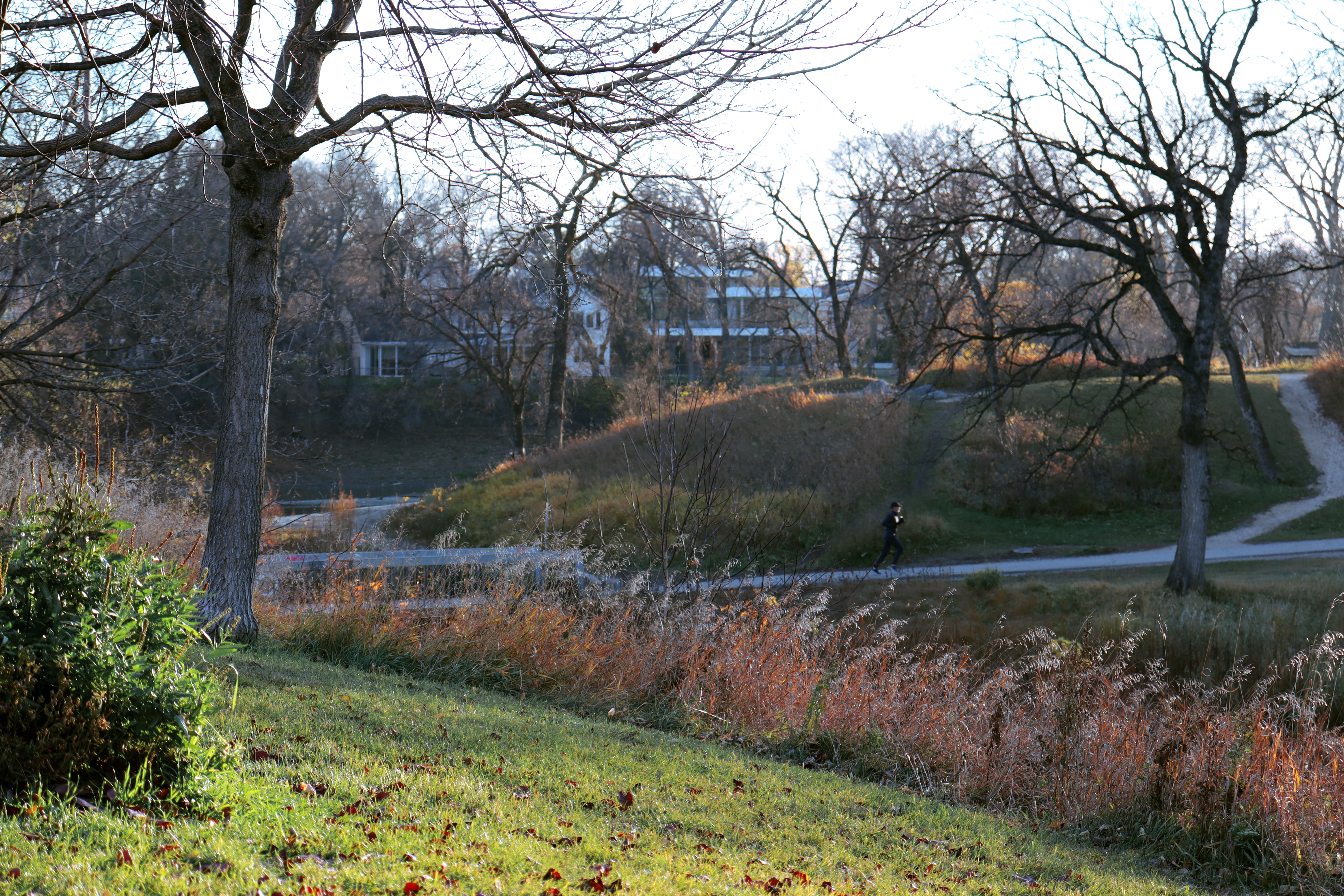 Green grass and reddish brush is visible along a creek in a fall image of aWinnipeg park