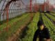 Woman in farm clothes crouches in rows of green vegetables enclosed in a tall plastic hoop house