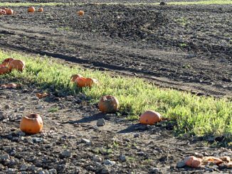 Pumpkins rotting in a field