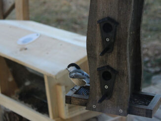 black capped chickadee on a bird feeder with a bird table in background