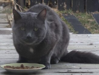 A Stray Cat in St. John's, eating food left for it.