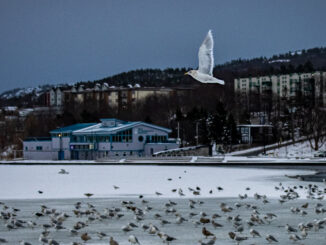 A numbers of birds gather at Quidi Vidi Lake on a blanket of snow in a winter evening.