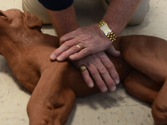 Two pale hands are crossing over each other on the chest of a CPR dog dummy. The CPR dummy is brown, and shaped like a puppy. There is a gold watch and ring on one of the man's hands. The man is kneeled on the floor, and the CPR dummy looks as if it is laying on the floor. The floor has white tiles with grey spots.