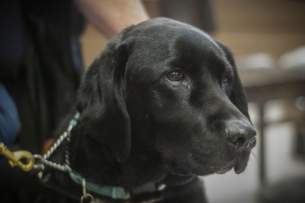 Voyager, Ed Barnes' guide dog, is a black lab. He sits patiently with his owner in Tim Hortons.