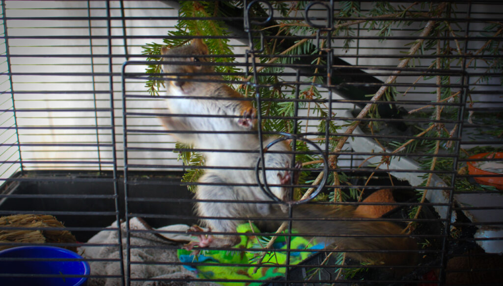 a grey, baby squirrel looking out of her cage. She is surrounded by small branches and a blue pot of water on her left.