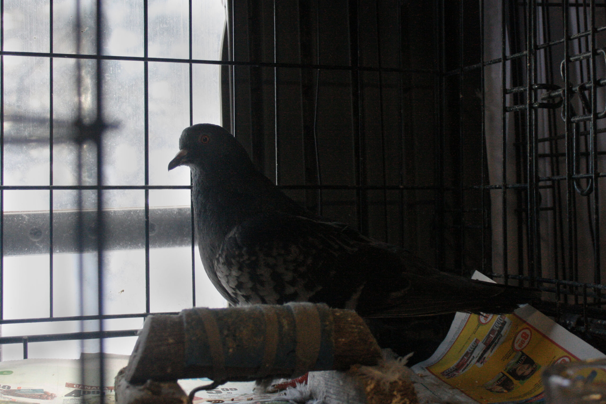 A pigeon that has had its feathers cleaned of oil recuperates in a cage.