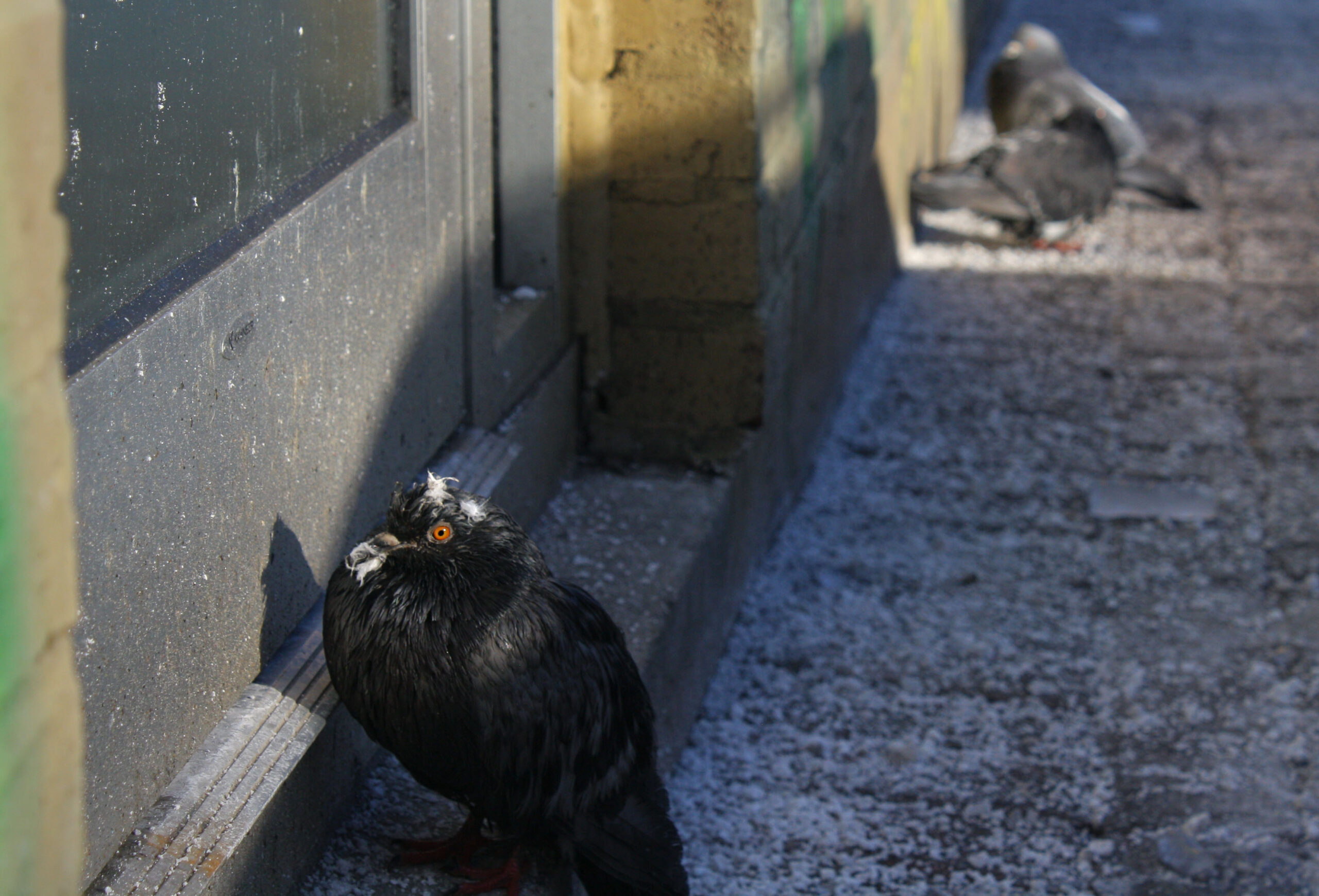 An oiled pigeon sits by the sidewalk in downtown St. John's