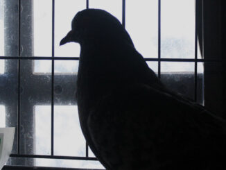 Silhouette of a recovering oiled pigeon in a cage against a window.
