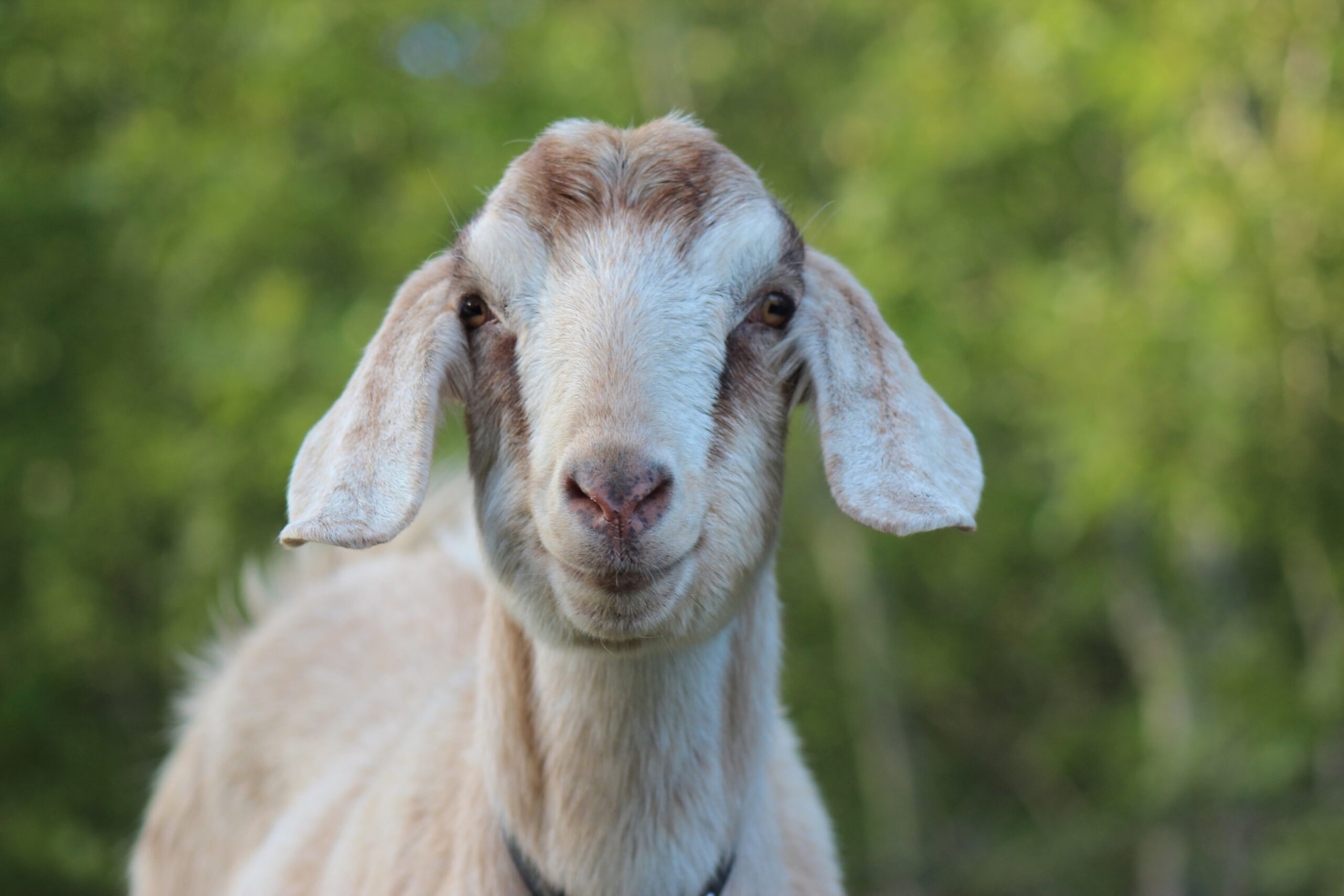A goat staring directly at the camera.