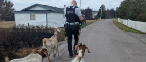 An RCMP officer is walking four goats caught in the Kingston Wildfires, to safety.
