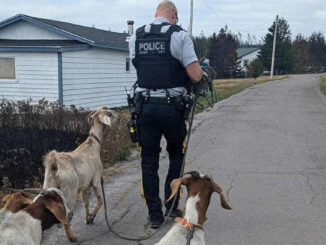 An RCMP officer is walking four goats caught in the Kingston Wildfires, to safety.
