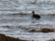A single duck floats with the current, in the Harbour Grace Estuary. Emma Peddle, Kicker News