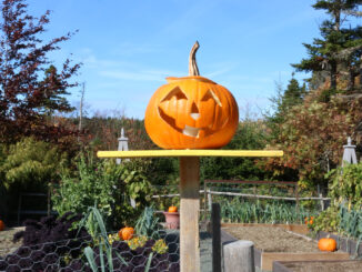 A smiling Jack 'O' Lantern sits on a post in front of a garden of other pumpkins.