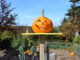 A smiling Jack 'O' Lantern sits on a post in front of a garden of other pumpkins.