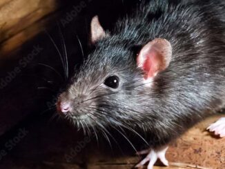 Picture of a rat on top of wood