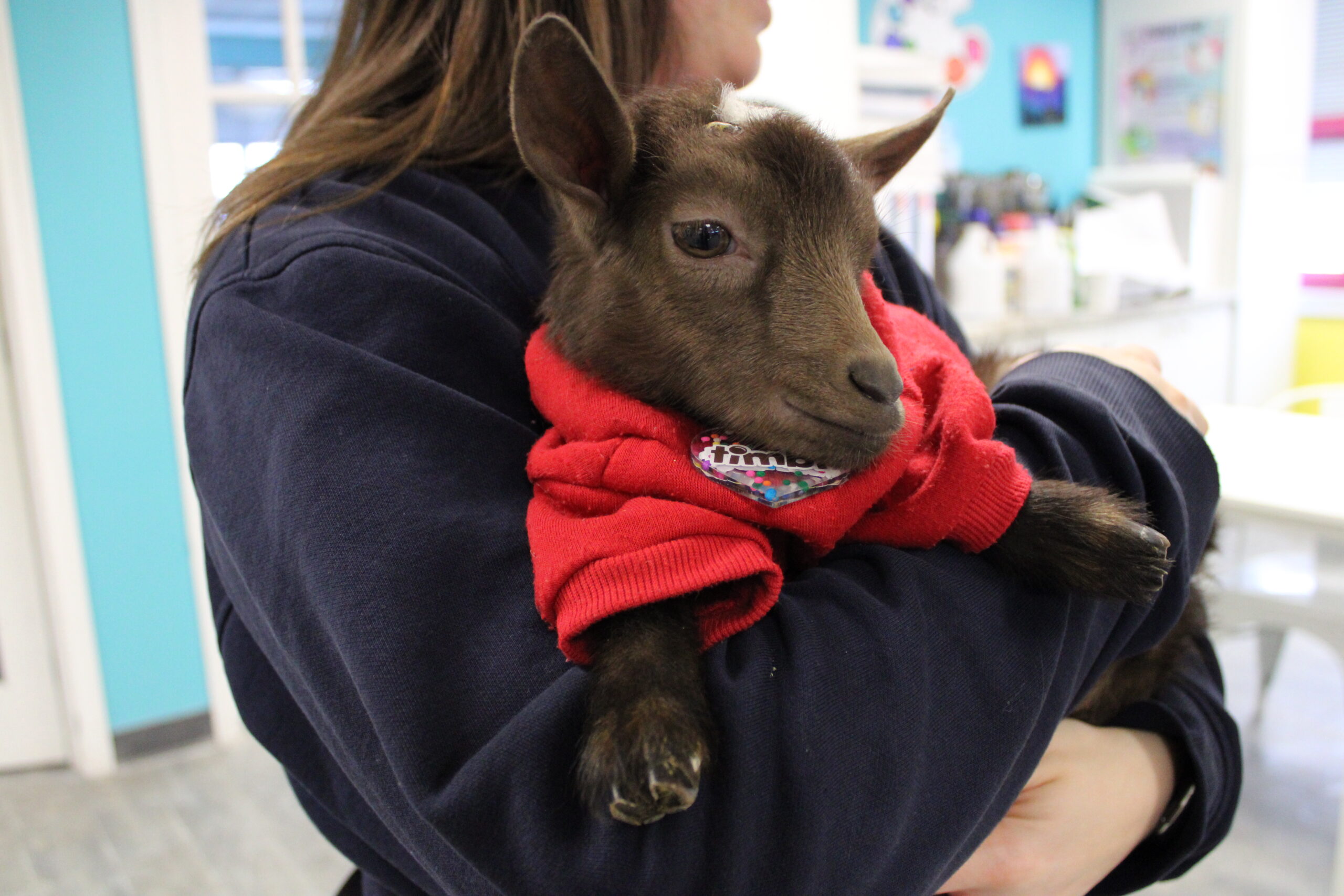 A woman holds a baby goat that is dressed in a red sweater. Timbit, a nine-week-old kid, is one of the goats in the Clay Cafe painting program