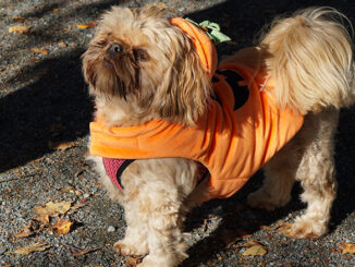 Dog days at the garden breaks the rules at the Botanical Garden in St. John's for one day every month.