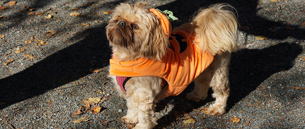 Dog days at the garden breaks the rules at the Botanical Garden in St. John's for one day every month.